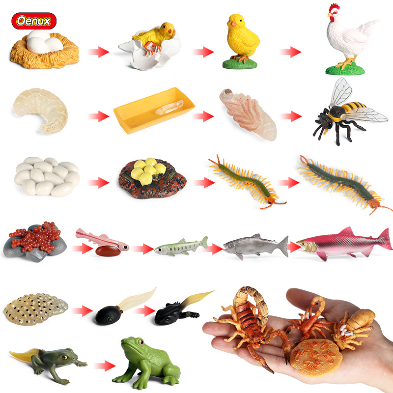 Oenux Life Growth Cycle Simula - огляд і ціна Baby Products Pictures